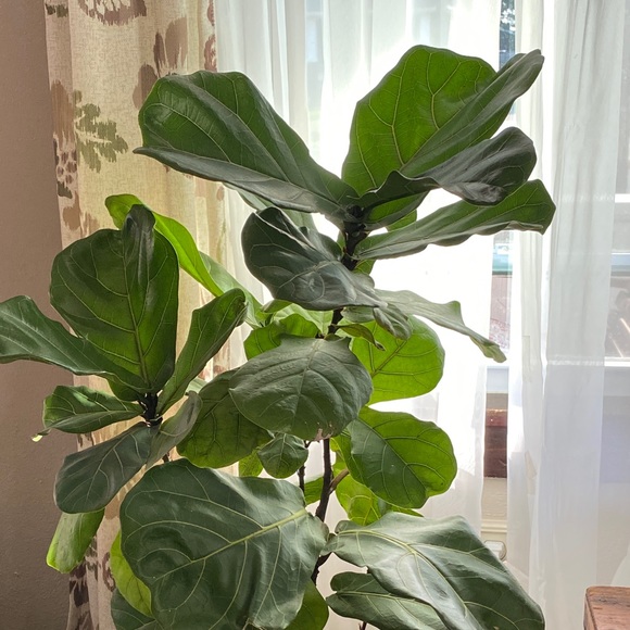 Meet your Posher, Lisa - Picture 2 of 2